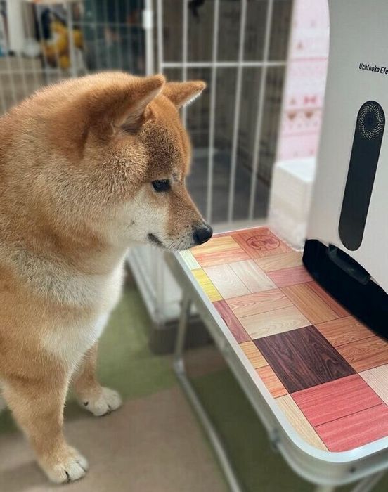 自動給餌器を見つめるかぼすくん