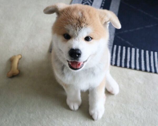 笑顔が可愛いむう太くん