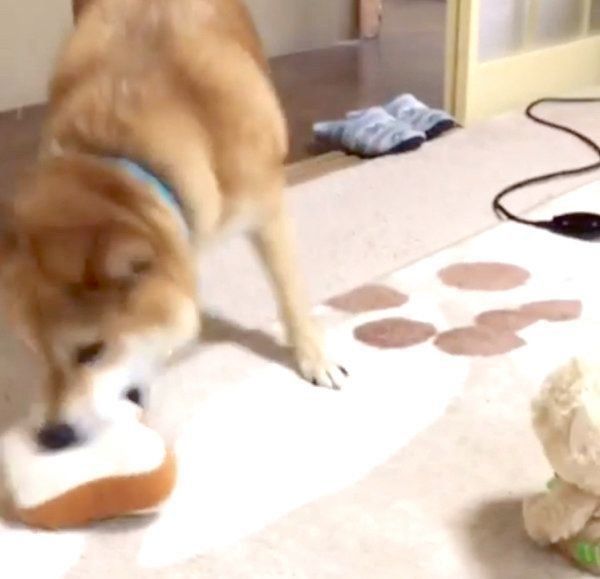 喋るぬいぐるみを見てテンパる柴犬