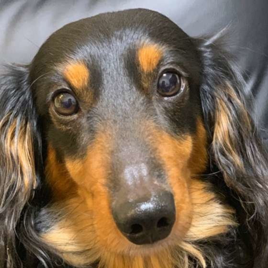 犬にバカにされているのは飼い主のせい 犬のわがままな行動とは いぬのきもちweb Magazine 犬にバカにされているのは飼い主のせい 犬のわがままな行動とは いぬのきもちweb Magazine