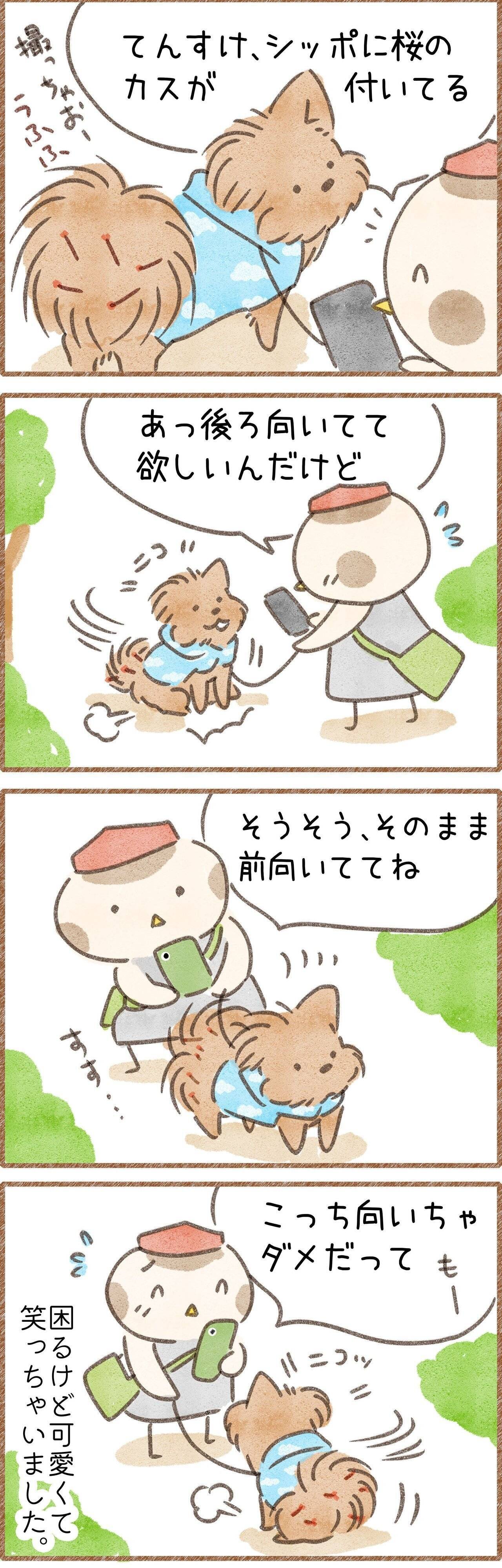こっち向いて可愛いけど困る犬の漫画