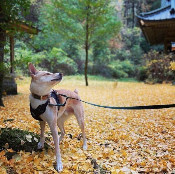 お出かけするタップくん