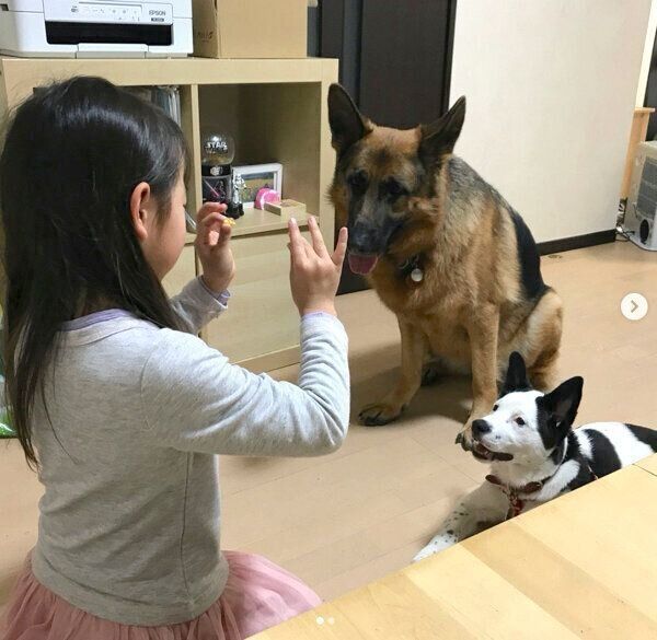 待てをするスヌーピーちゃんとバトンちゃん