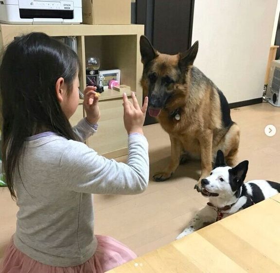 待てをするスヌーピーちゃんとバトンちゃん