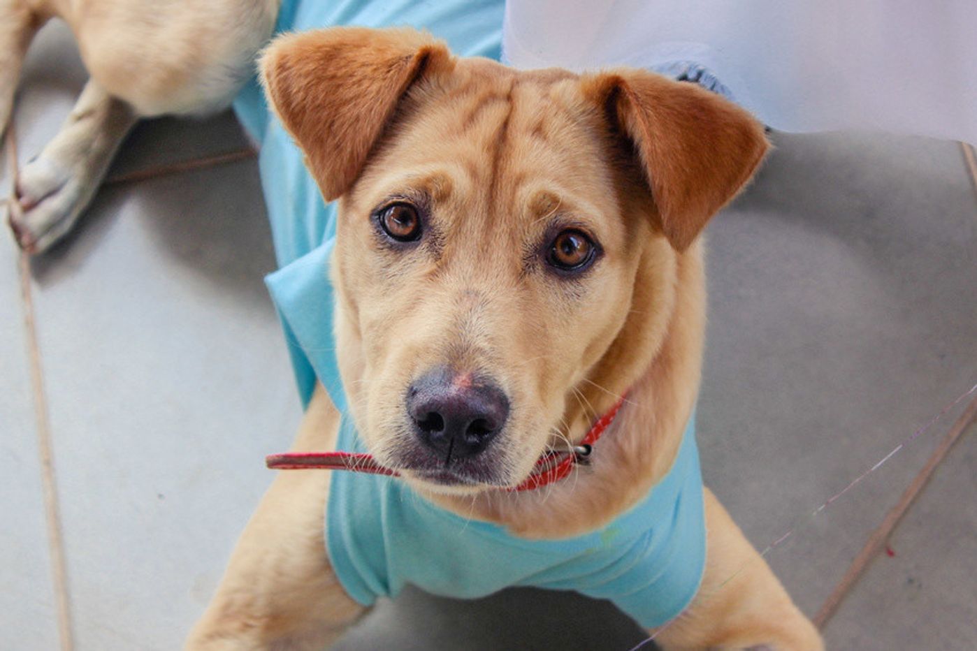 獣医師監修 犬のエリザベスカラー ストレス軽減のため方法と注意点 いぬのきもちweb Magazine 獣医師監修 犬のエリザベスカラー ストレス軽減のため方法と注意点 いぬのきもちweb Magazine