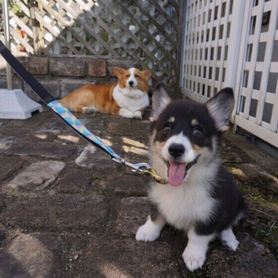 ウェルシュ・コーギー・ペンブローク