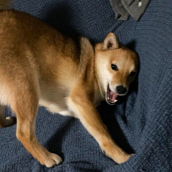 犬がくるくる・ほりほりしてから寝るのはなぜ？ 犬が寝る前に回る・掘る意味とは いぬのきもち