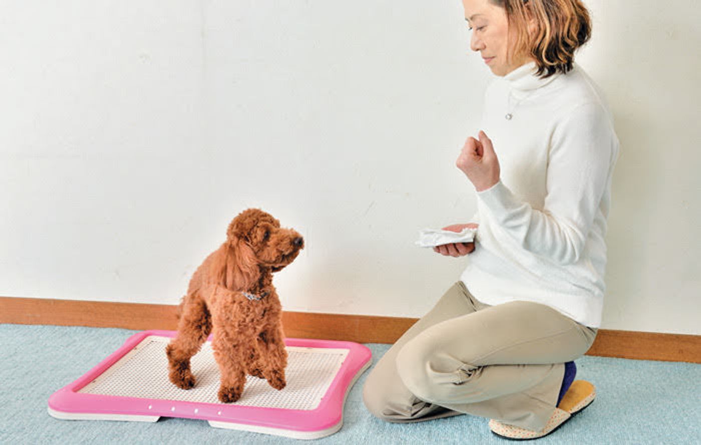 獣医師監修 小型犬ならではのトイレトレーニング方法やトイレの選び方 いぬのきもちweb Magazine 獣医師監修 小型犬ならではのトイレトレーニング方法やトイレの選び方 いぬのきもちweb Magazine