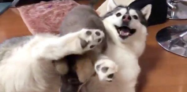 びっくりするアルカちゃん