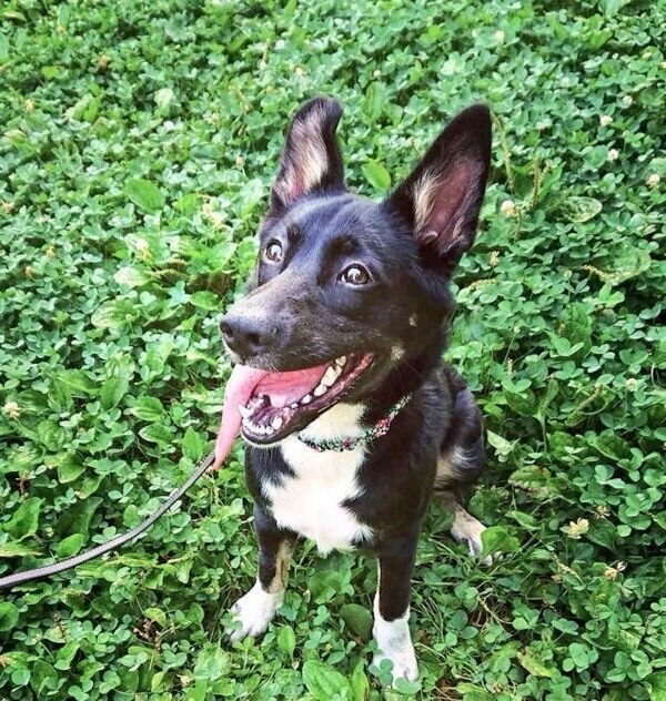 散歩を楽しむルアちゃん