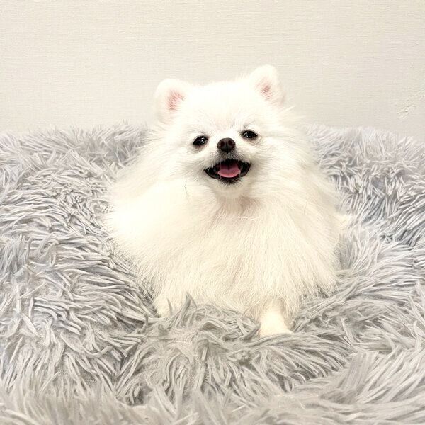 笑顔が可愛いぺこちゃん