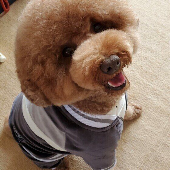 笑顔のトイ・プードル