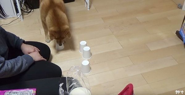 シャッフルゲームに挑戦する柴犬