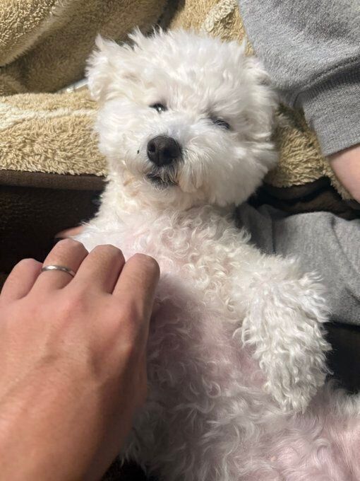 飼い主さんに撫でられているビションフリーゼ