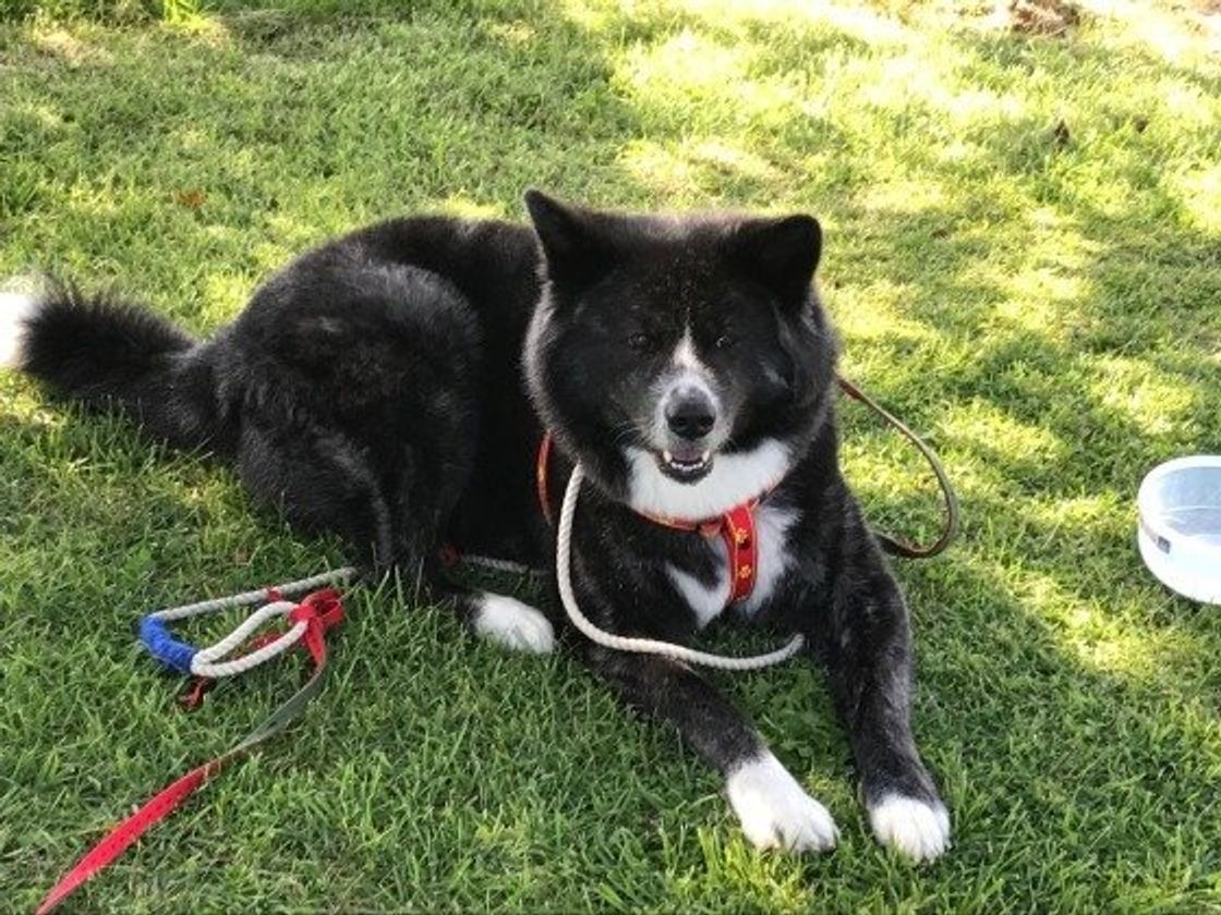 獣医師監修 秋田犬の虎毛って 迎え入れ方や飼う際の注意点を解説 いぬのきもちweb Magazine 獣医師監修 秋田犬の虎毛って 迎え入れ方や飼う際の注意点を解説 いぬのきもちweb Magazine