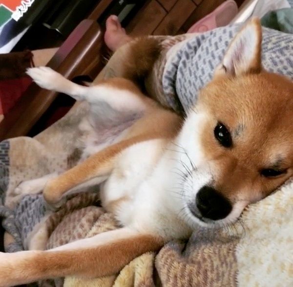 テレビを観る柴犬