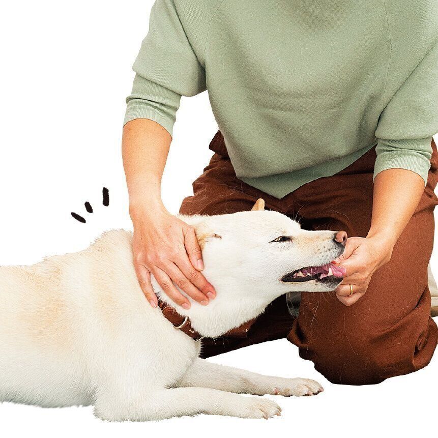 嫌がりやすいところも触れるのが理想