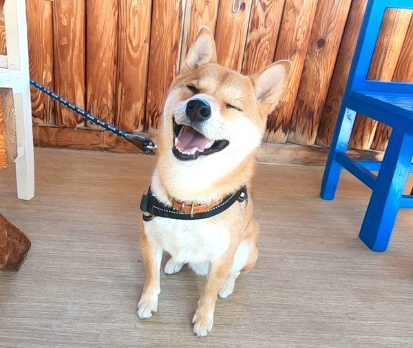 笑顔を見せるりんご郎くん