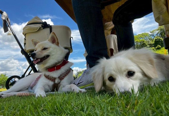 ドッグラン終わりで休憩中の犬(写真:右)と犬(写真:左)