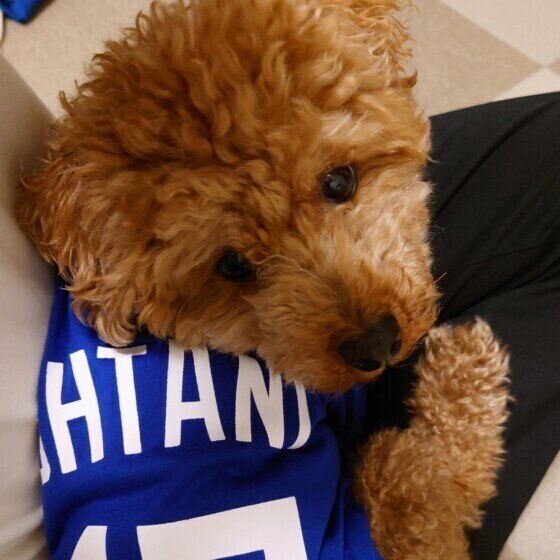 野球のユニフォームを着たモコモコのトイ・プードル いぬのきもち