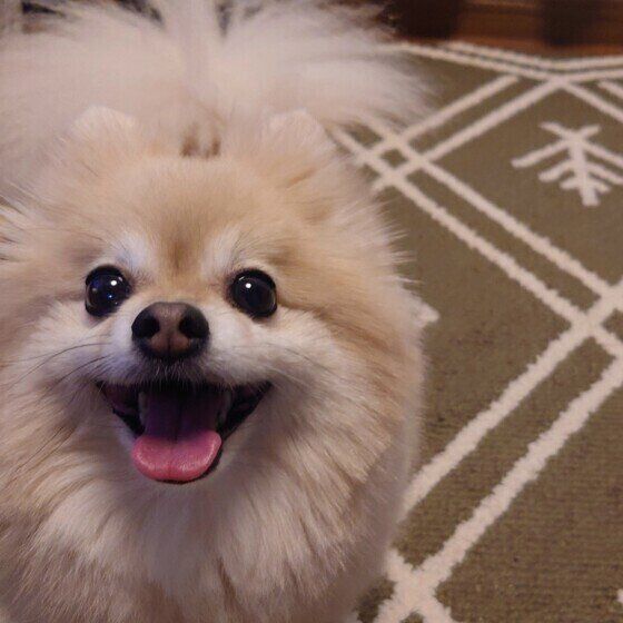 笑顔を見せるポメラニアン