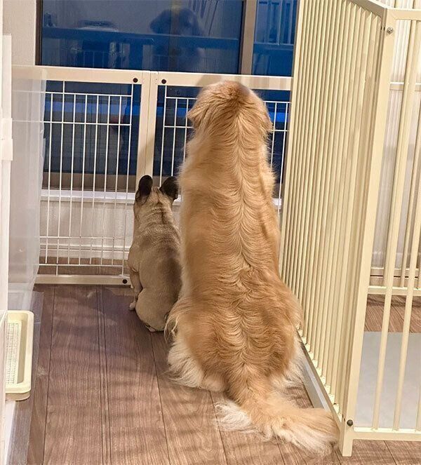 窓の外を眺めるぽち丸くん、ぷー助くん