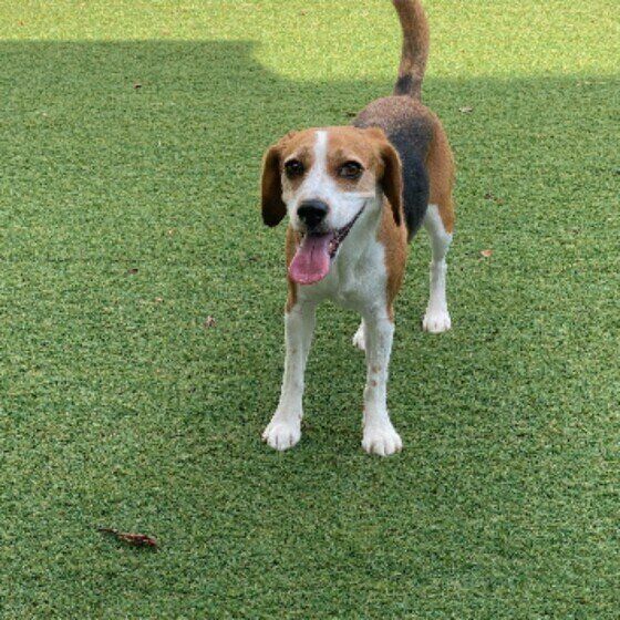 外遊び中のビーグル