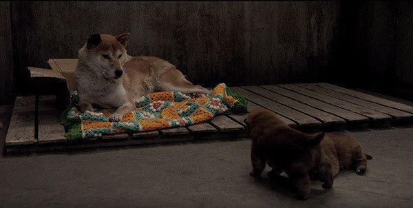 ひまわりと子犬の7日間