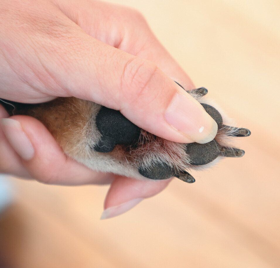 犬の爪の出し方