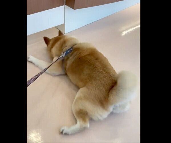 動物病院が好きすぎる福丸くん