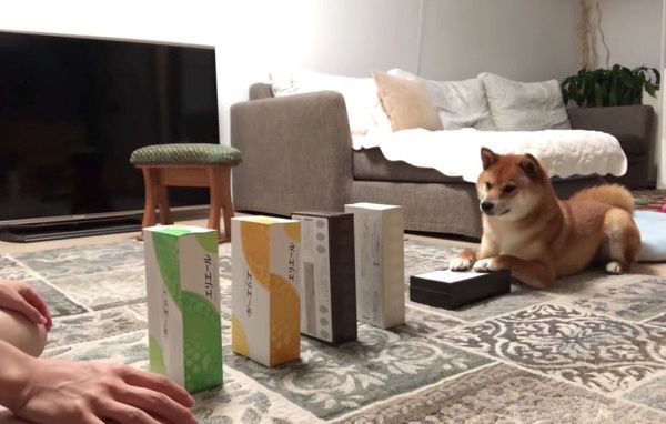 芸を習得した柴犬