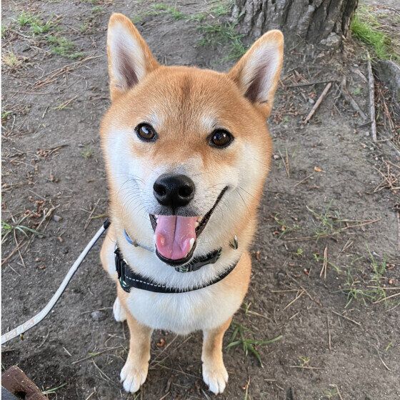 ニコニコ元気な柴犬！