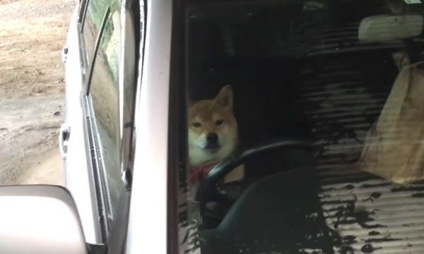 車に乗りたい柴犬