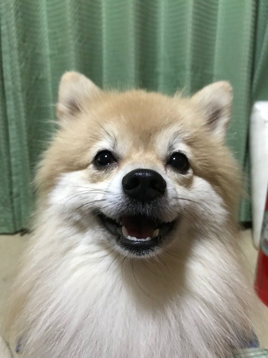 犬が うなる 理由と対処法 止めるにはあるものと交換が効果的 いぬのきもちweb Magazine 犬が うなる 理由と対処法 止めるにはあるものと交換が効果的 いぬのきもちweb Magazine