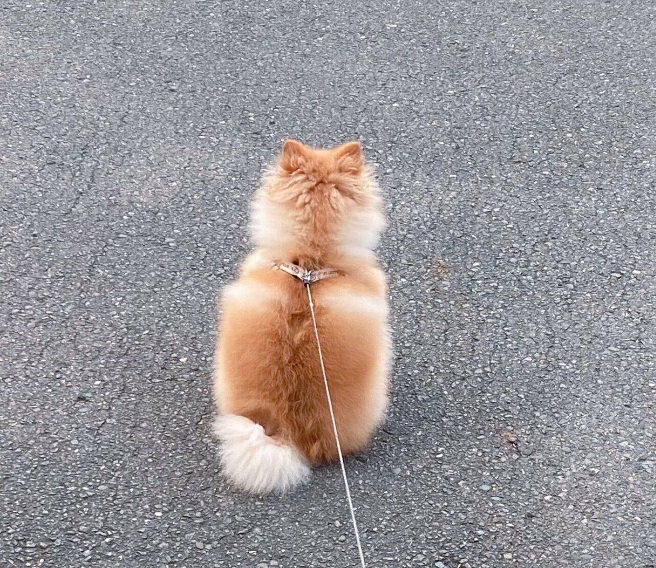 散歩拒否をするこまめくん