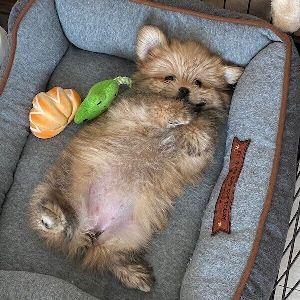 初めてお腹を見せてくれたときの琴ちゃん