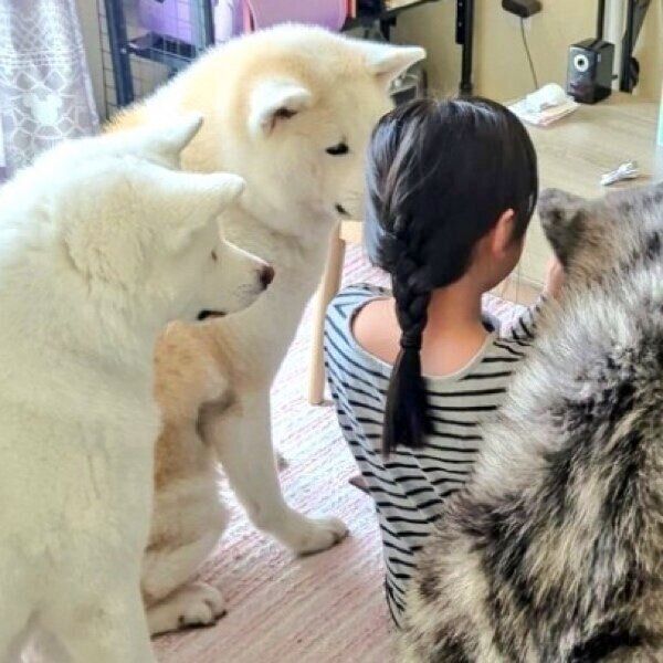 娘さんのもとに集合した愛犬たち