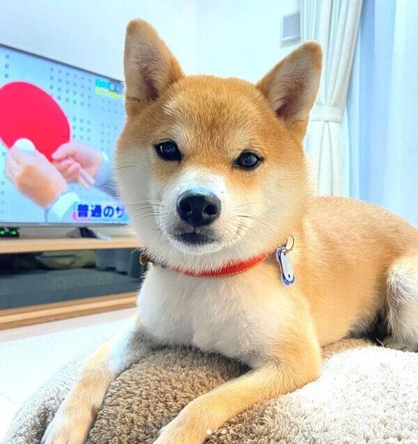 見つめるきなこちゃん