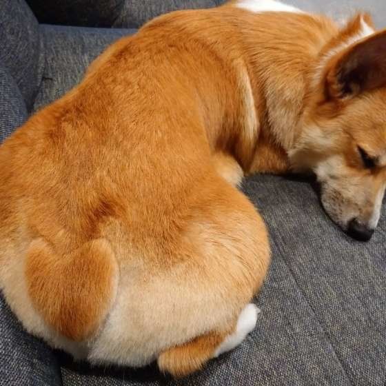 ウェルシュ・コーギー・ペンブロークのそらくん