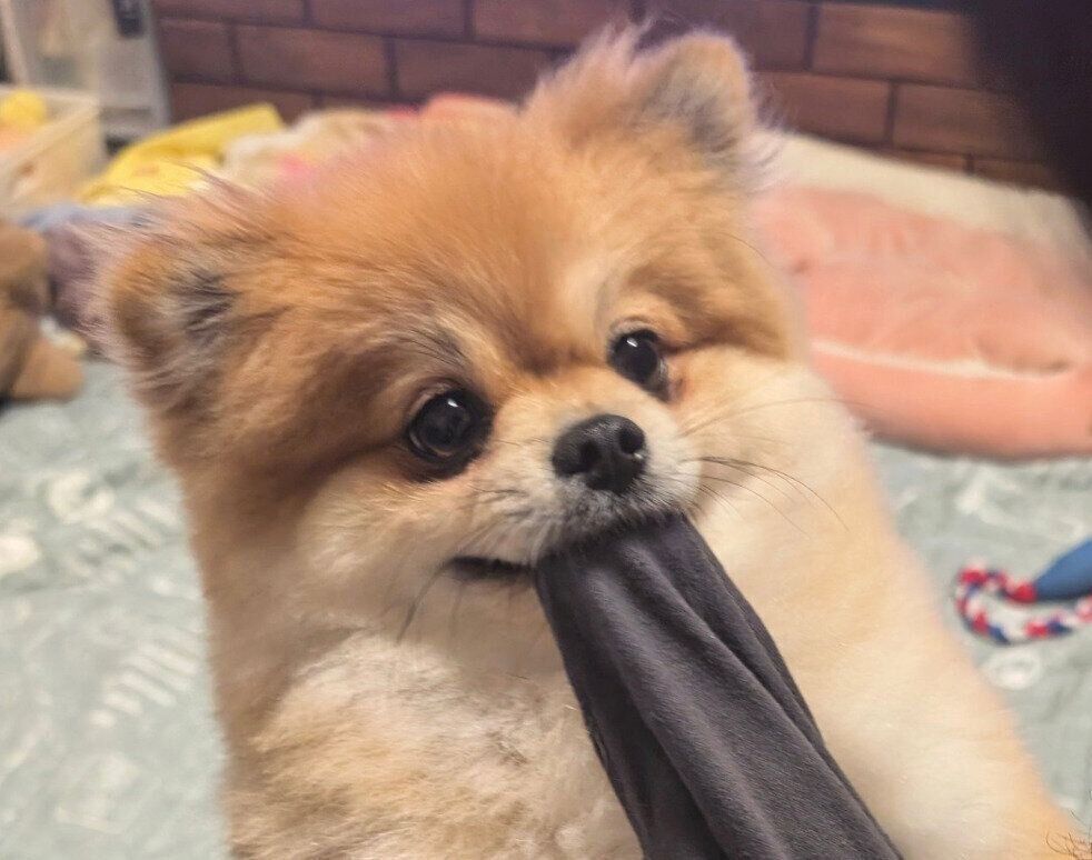 お姉ちゃんのTシャツを離したくないぽてちくん。