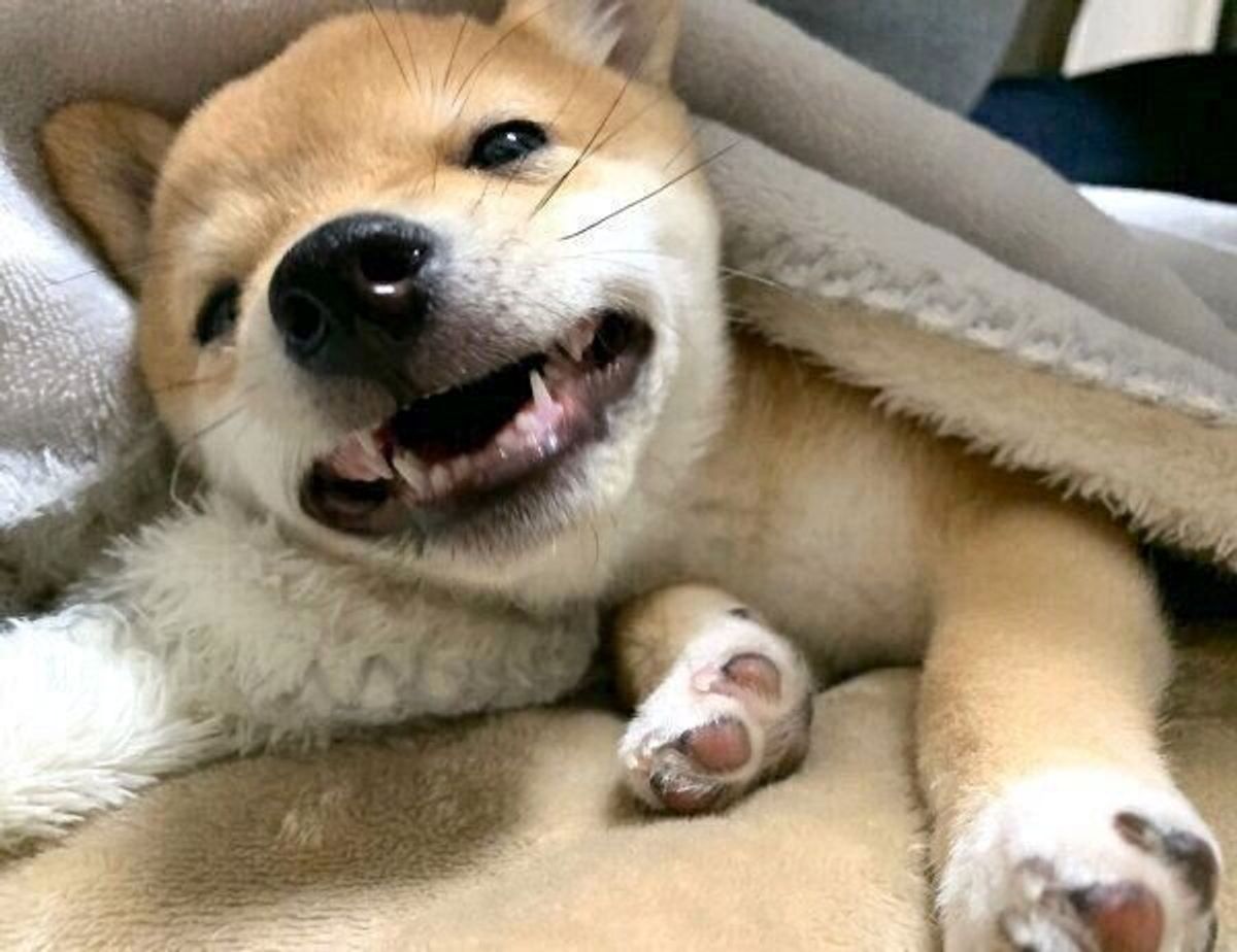 飼い主が笑うたびに スーパーマン になる豆柴子犬 1才になった現在の姿は 愛らしい魅力に迫る いぬのきもちweb Magazine 飼い主が笑うたびに スーパーマン になる豆柴子犬 1才になった現在の姿は 愛らしい魅力に迫る いぬのきもちweb Magazine