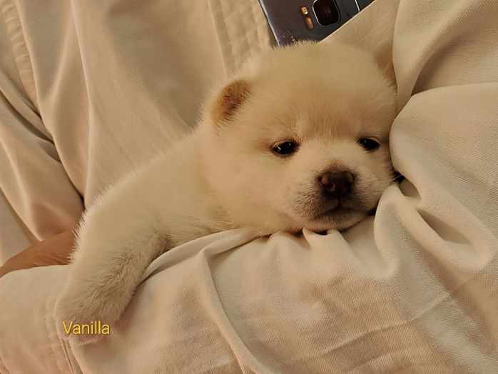 ブリーダーさん宅で初対面したときのバニラちゃん