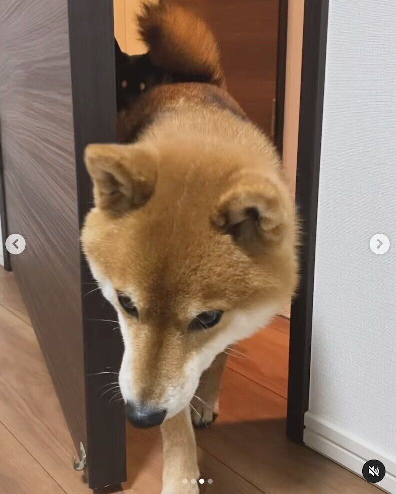 「ごはんまだ？」とやってきた豆助くんと陽太くん