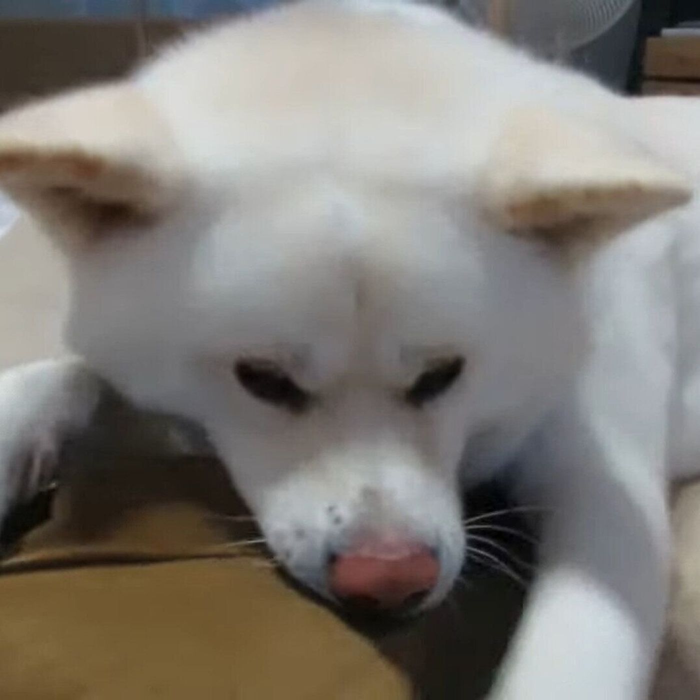 扇風機で涼しむ秋田犬 物足りなくなって座布団にイタズラしちゃう いぬのきもちweb Magazine 扇風機で涼しむ秋田犬 物足りなくなって座布団にイタズラしちゃう いぬのきもちweb Magazine