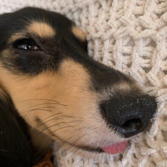 舌を出すミニチュア・ダックスフンド