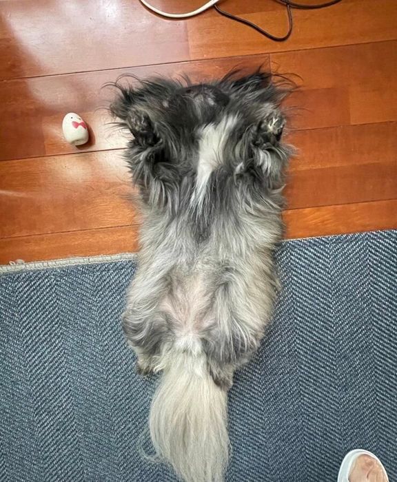 風が気持ちい場所で転がっているあんこちゃん