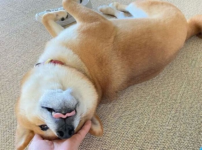 「おかーさんの靴は返したくないけど、ナデナデはして欲しい」様子のまるくん