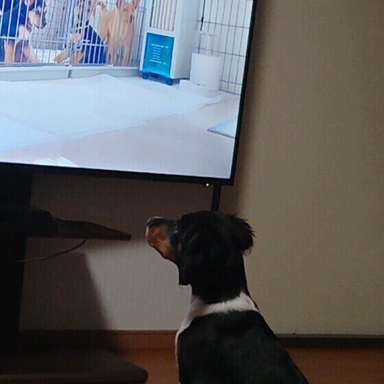 犬の動画大好きブリタニースパニエルのうめまる君