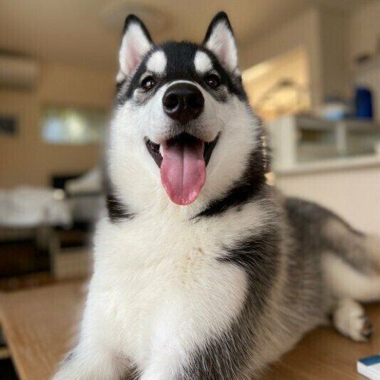 ごきげんな笑顔のシベリアン・ハスキー