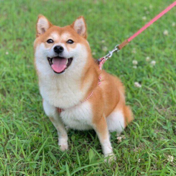 お散歩する柴犬